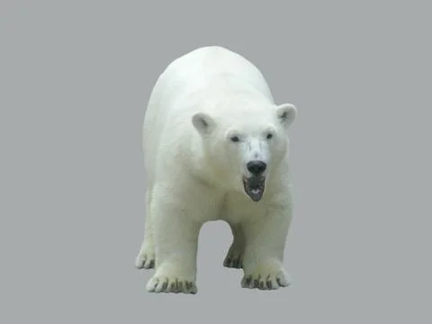Young cub of a polar bear. Stock Photos
