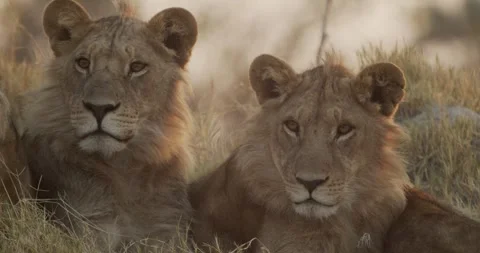 Young cubs at sunrise Stock Footage 304112586