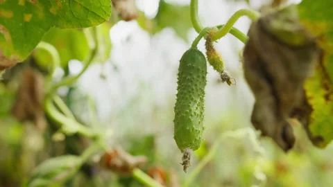 Young cucumber developing on plant in greenhouse conditions Stock Footage 327723102