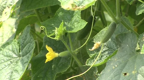 Young cucumber Stock Footage 41125542