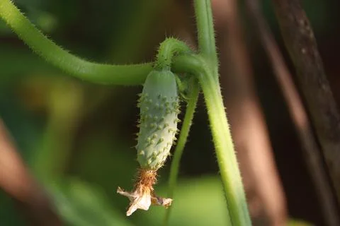 Young cucumber fruit (2) Stock Photos