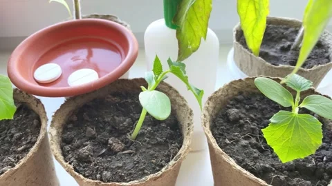 Young cucumber or squash plants and bottle of fertilize on windowsill. Video stock 194019021