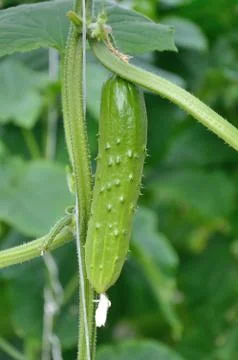 Young cucumber Stock Photos