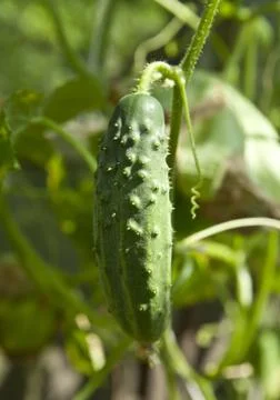 Young cucumber Stock Photos