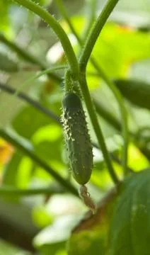 Young cucumber Stock Photos