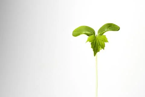 Young cucumber Stock Photos