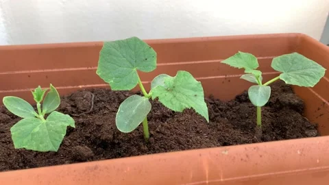 Young cucumber plants on the balcony in plastic pot. outside, 4K Stock Footage 233073167