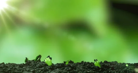Young cucumber plants germinate under the sun, time lapse, alpha channel Stock Footage 127782525