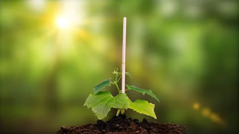 Young cucumber plants germinate under the sun, time lapse, alpha channel Stock Footage 166894339