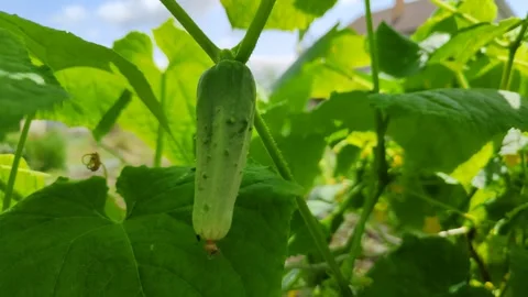 Young cucumber ripening in garden. Growing vegetables and fruits in garden or Stockbeeldmateriaal 252154482