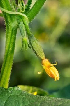 Young cucumber on stem Stock Photos