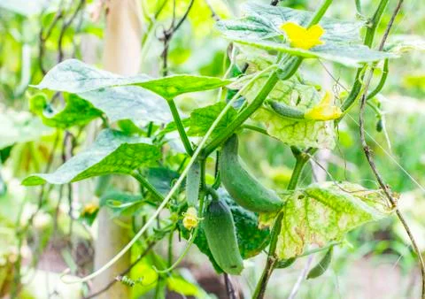 Young cucumber on the tree Stock Photos