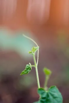 Young Cucumber Vine Stock-Fotos