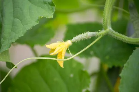 Young cucumber with yellow flower, macro photo, shallow depth of field. Stock Photos