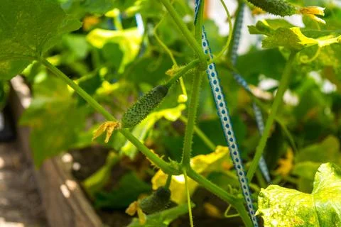 Young cucumbers Stock Photos