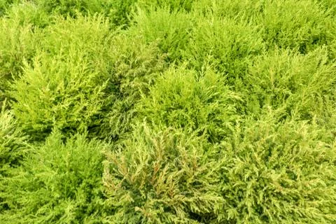 Young Cupressus macrocarpa background Foto stock