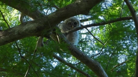 A young curious barred owl watching the watchers Stock-Footage 342085371