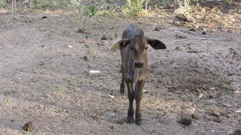 A young, curious brown calf with large ears stands looking at the camera in.. Stock Photos