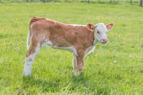 Young curious calf Stock Photos