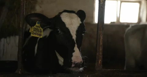 Young curious calves are standing in a stable looking at the camera. Video stock 264769645