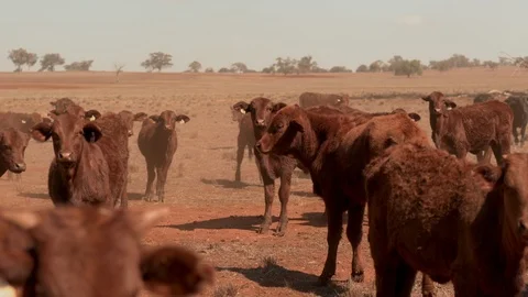Young curious cattle approaching on dusty rural farm during drought 스톡 동영상 94392087