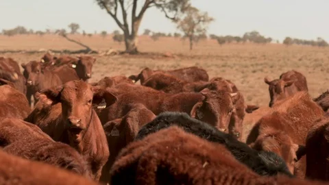 Young curious cattle tightly packed on dusty on rural farm during drought Stock Footage 94369535