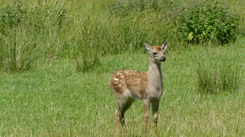 Young Curious Deer Jumping Stock Footage 64727183