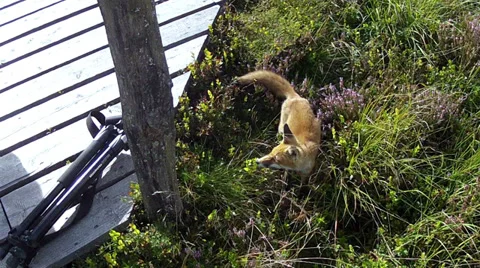 Young curious fox Stock Footage 33464244