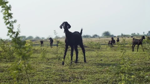 Young curious goat posing close up outdoors on green field on rural background.  Stock Footage 125102510