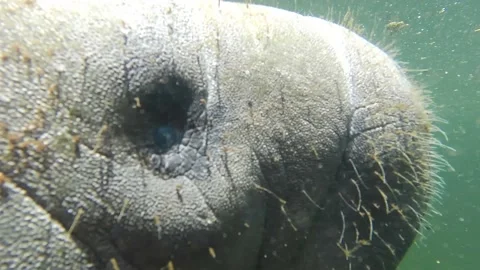 Young, Curious Manatee Stock Footage 151091118