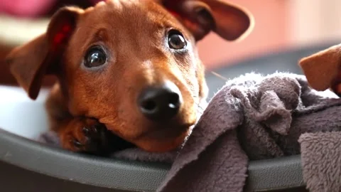 A young curious puppy is lying on a dog litter. Video stock 222848516