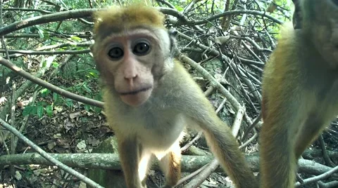 Young, curious Toque Macaque, Macaca sinica, endemic to Sri Lanka in jungl Stock Footage 62236150