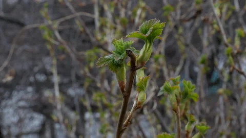 Young currant leaves are swaying in the wind. the first leaves in spring Stock Footage 199307845