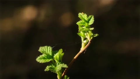 Young currant leaves in spring forest 스톡 동영상 167812941