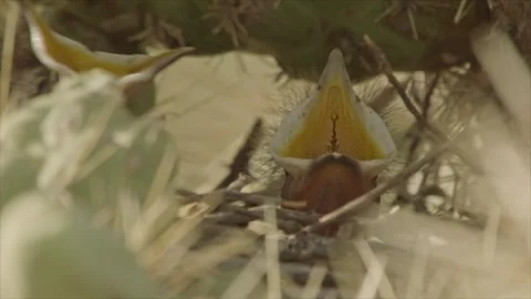 Young curve-billed thrashers beg for food  Stock Footage 271034064