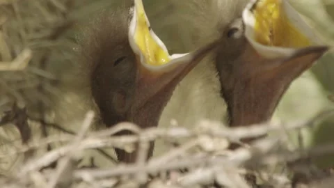 Young curve-billed Thrashers demands for food  Stock Footage 271034099