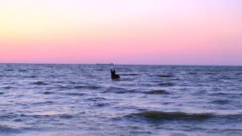 Young cute black dog jumping, and playing. Having fun in lake water. Playfully Stock Footage 134846466