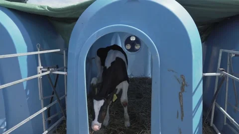 Young cute calf in box or calf-houses at dairy farm Stock Footage 136983553