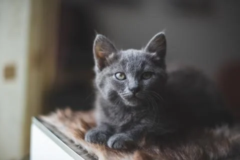 Young cute cat resting next to window. Stock Photos