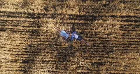 Young cute couple lying in a wheat field Stock Footage 122002828