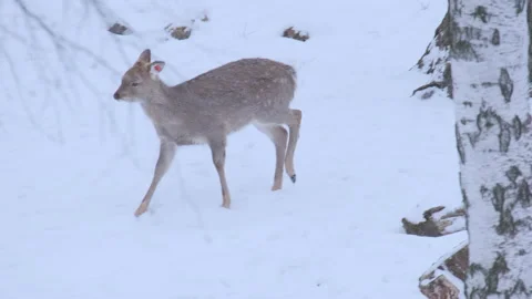 Slow Motion Deer Snow Stock Video Footage