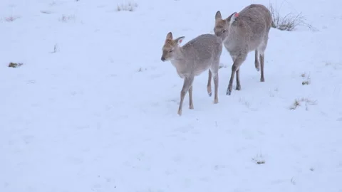 Young cute deer walking in winter landscape with falling snow in slow motion Stock-Footage 146511278