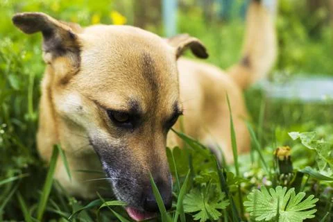 Young cute dog eats grass, vitamin deficiency in pets Stock Photos