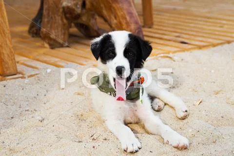 Young cute dog gaped on the beach Stock Photos