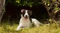 Young Cute Dog Playing in Grass at Summer Sunny Day. HD Footage