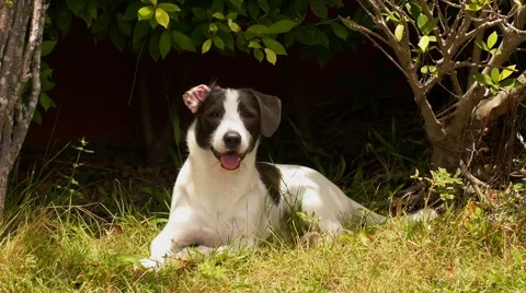 Young Cute Dog Playing in Grass at Summer Sunny Day. 動画素材 40403248