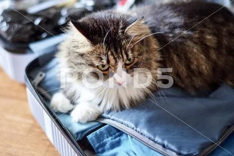 Young cute domestic cat at home, closeup Stock Photos