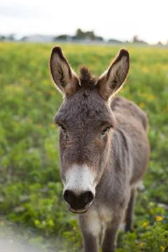 Young cute donkey Stock Photos