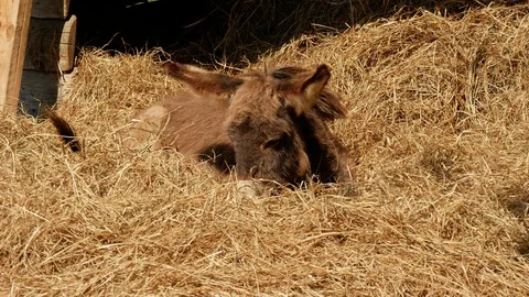 Young cute donkey on straw. Video stock 99551931