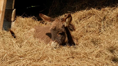Young cute donkey on straw. 库存影片 99551959
